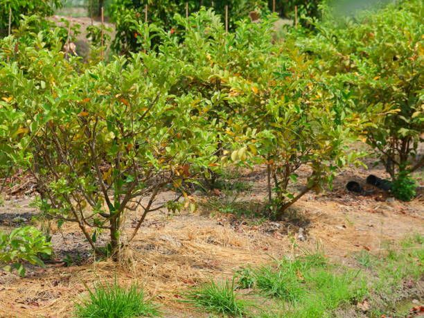 Taiwan Pink Guava Forestry Plant, Purity : 99.9 %