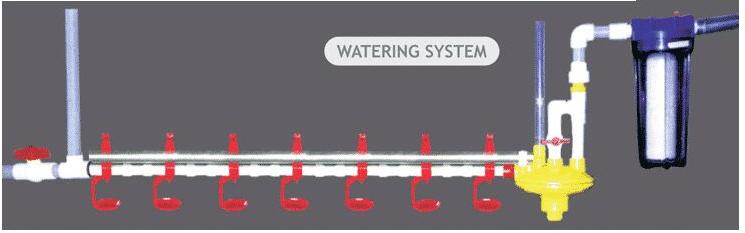 Broiler Watering System