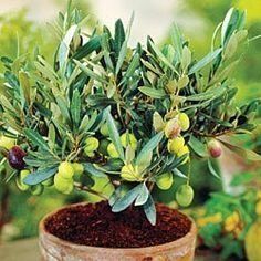 Olive Plant, Soil Specific:Alkaline