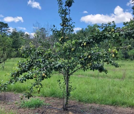 Pear Plant