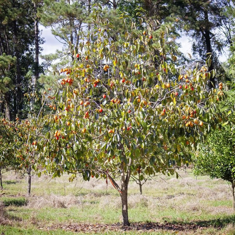 Persimmon Plant, for Garden