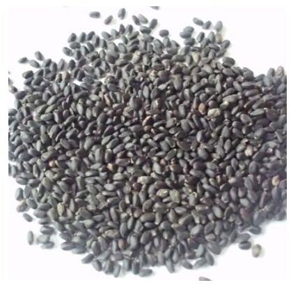 Granule Organic Basil Seeds, for Health Supplement, Packaging Size : 10-20kg