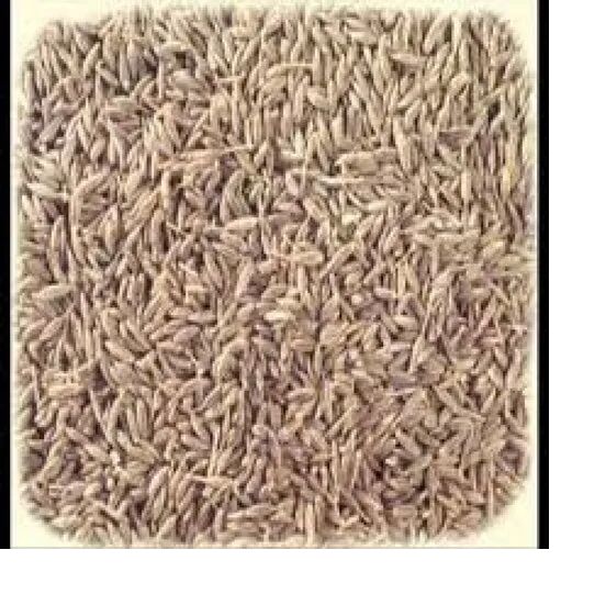 White Cumin Seeds, Packaging Size : 50g