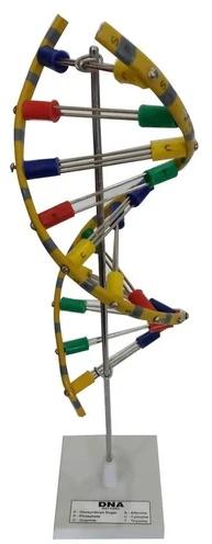 PVC DNA Model, Color : Multicolor