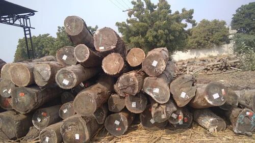 Walnut Wood Logs, Shape : Round