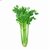 Fresh Celery