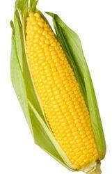 Whole Yellow Corn