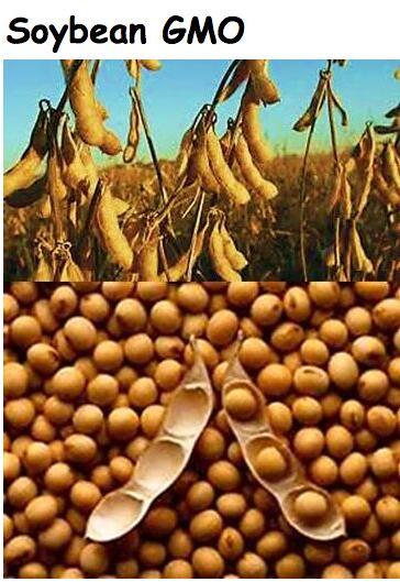 Genetically Modified Soybean Seeds