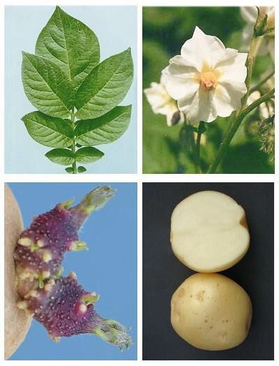 Kufri Lavkar Potato Seeds, Packaging Type : Jute Bags