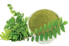 Dehydrated Curry Leaves Powder, Color : Green