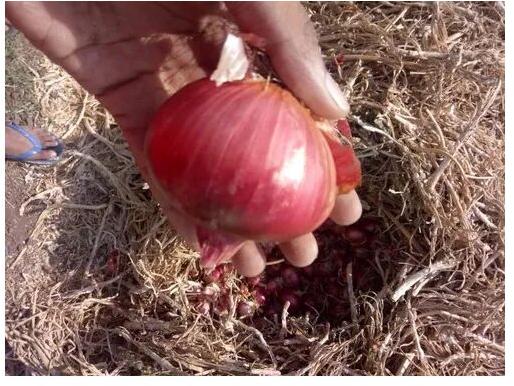 Pink Onion, for Food