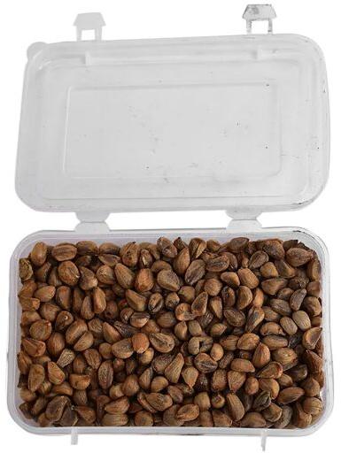 Argyreia Nervosa Seeds, Packaging Type : Plastic Box