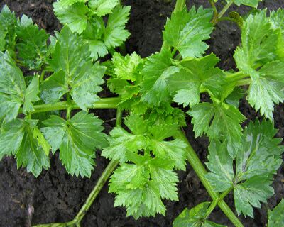 Natural Celery, Feature : Full With Iron, Good For Health, High In Vitamin D, Nutritious, Protein