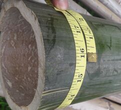 Assam Bamboo Pole, for Construction, Feature : Rust Proof, Thick Walled Cross Bar