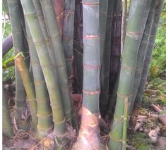 Assam Green Bamboo