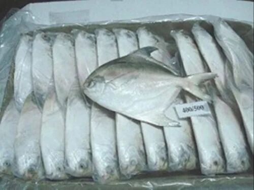 Pomfret Fish, Packaging Type : Thermocol Box