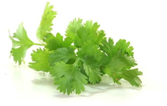 coriander