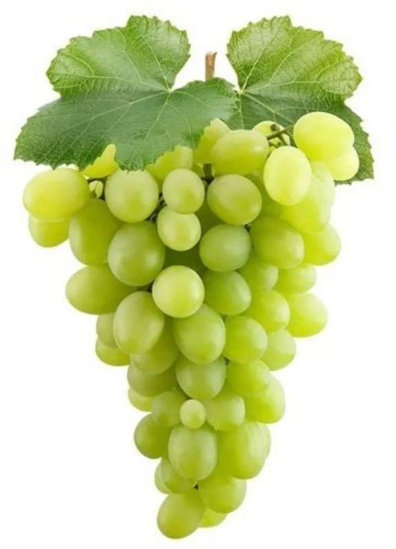 Natural Fresh Green Grapes, for Human Consumption, Shelf Life : 5-7 Days