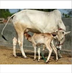 Live Haryana Cow