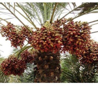 Date Palm Plant, Size : 45-280cm