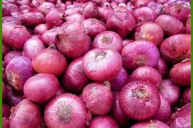 Fresh red onion, for Cooking, Onion Size Available : Medium