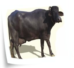 Murrah Buffalo, for Dairy Use, Farming Use, Style : Alive