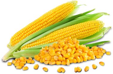 Yellow corn