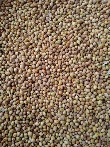 Coriander Seed, for Agriculture, Packaging Type : Jute/PP Bag