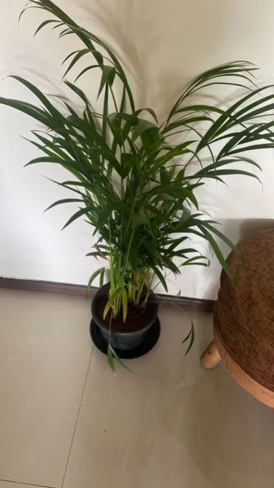 Areca palm plant, Feature : Eco-friendly, Fast Growth, Full Sun Exposure