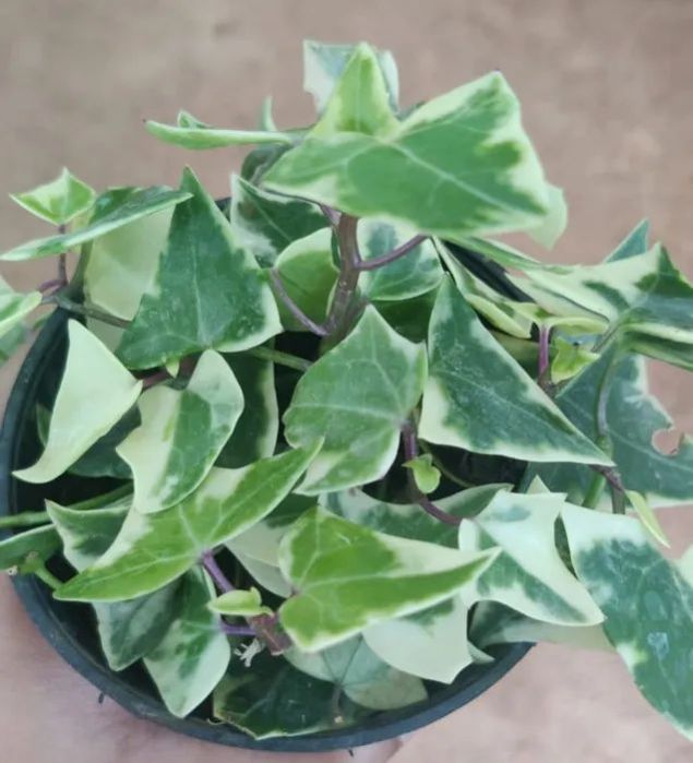 Yogardens English Ivy Plant, Packaging Type : Plastic Bag