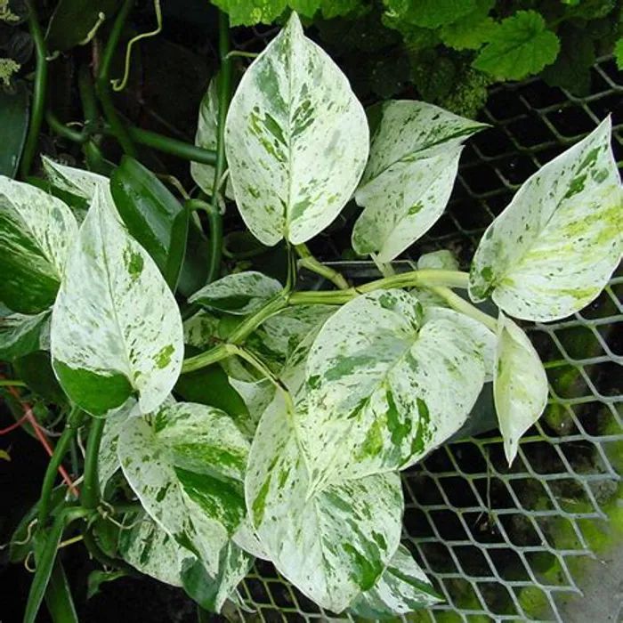 Yogardens Marble Queen Money Plant, Feature : Easy Growth