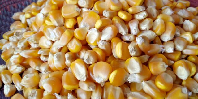 Yellow maize, for Animal Feed, Style : Dried