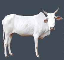 Live Khillari Cow