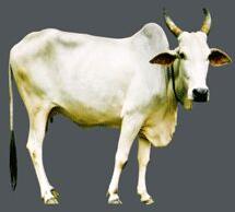 Live Krishna Valley Cow