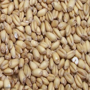 Whole Wheat Seeds
