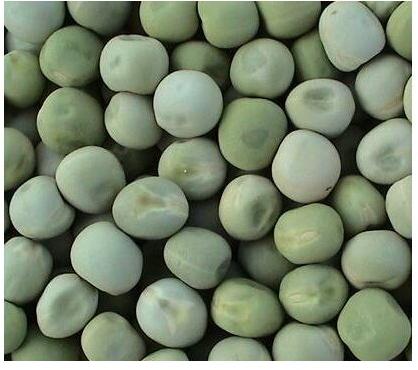 Common green peas, Packaging Type : Bulk, 25 kgs PP bags