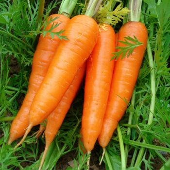 Organic Fresh Yellow Carrots, for Pickle, Snacks, Packaging Type : Jute Sack, PP Bags