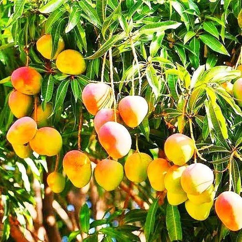 Puspita Nursery Kesar Mango Plant, Size : Medium, Small