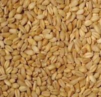 PBW-550 Wheat Seeds, for Beverage, Flour, Food