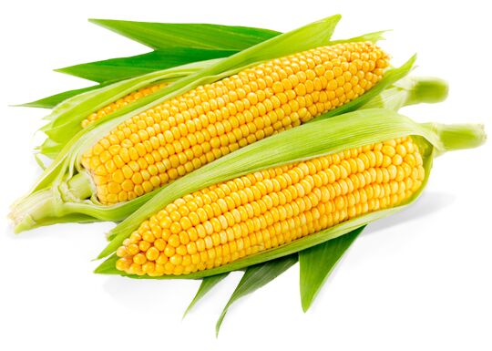 yellow corn