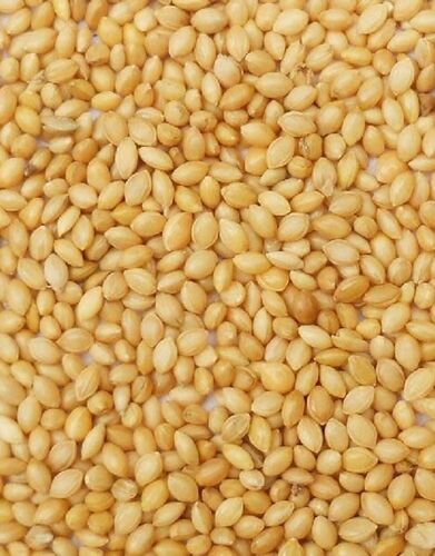 Organic Foxtail Millet, for High in Protein, Packaging Type : Loose