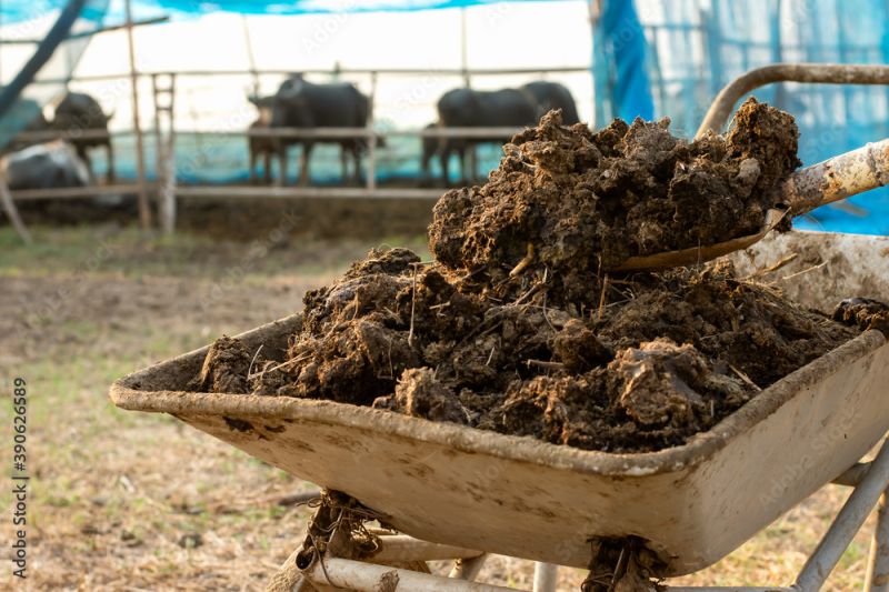 Brown Vikki Dry Indigenous Cow Dung, For Agri, Feature : Safe To Use