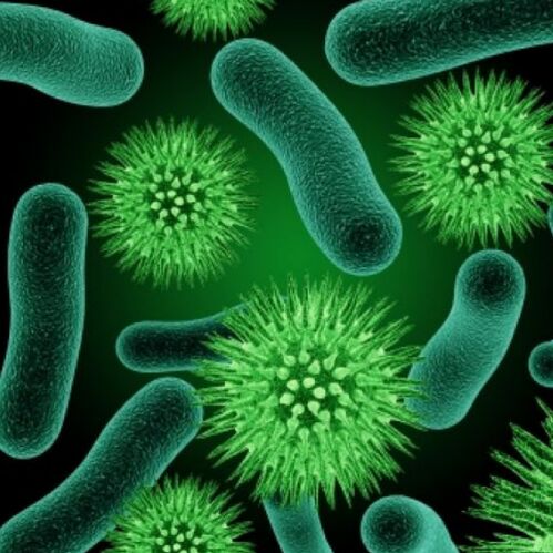 Phosphobacteria, Color : Green