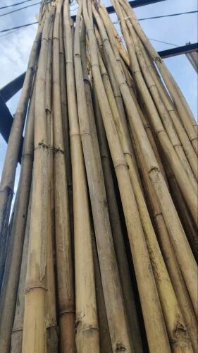 Natural Dry Bamboo Poles, Length : 10'