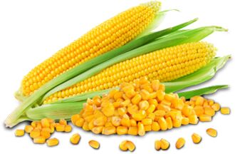 Natural yellow maize, for Human Food