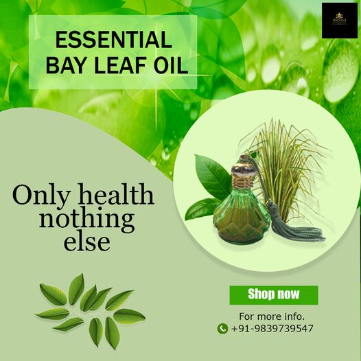 bay leaf essential oil