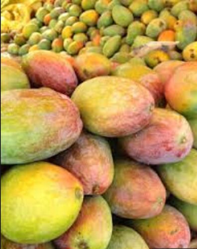 Organic Fresh Kalmi Mango