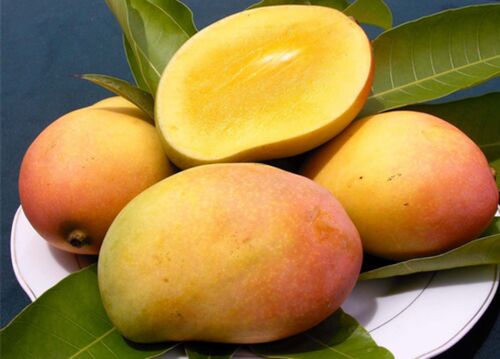 Organic Fresh Rajapuri Mango, Packaging Size : 40-50kg