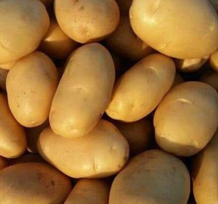 Organic Fresh Yellow Potato, for Cooking, Packaging Type : Plastic Bag