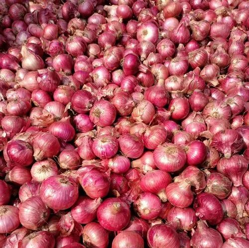 Pink Onion, For Food, Onion Size Available : Medium